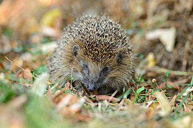 《绝地潜兵2》安装体积为何如此巨大 开发商给出答案